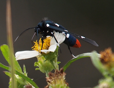 [Side view of a blue moth with white dots on its body and wings and a red tail end. The legs and antenna are the same dark blue as the body except the very end section of the legs is white.]